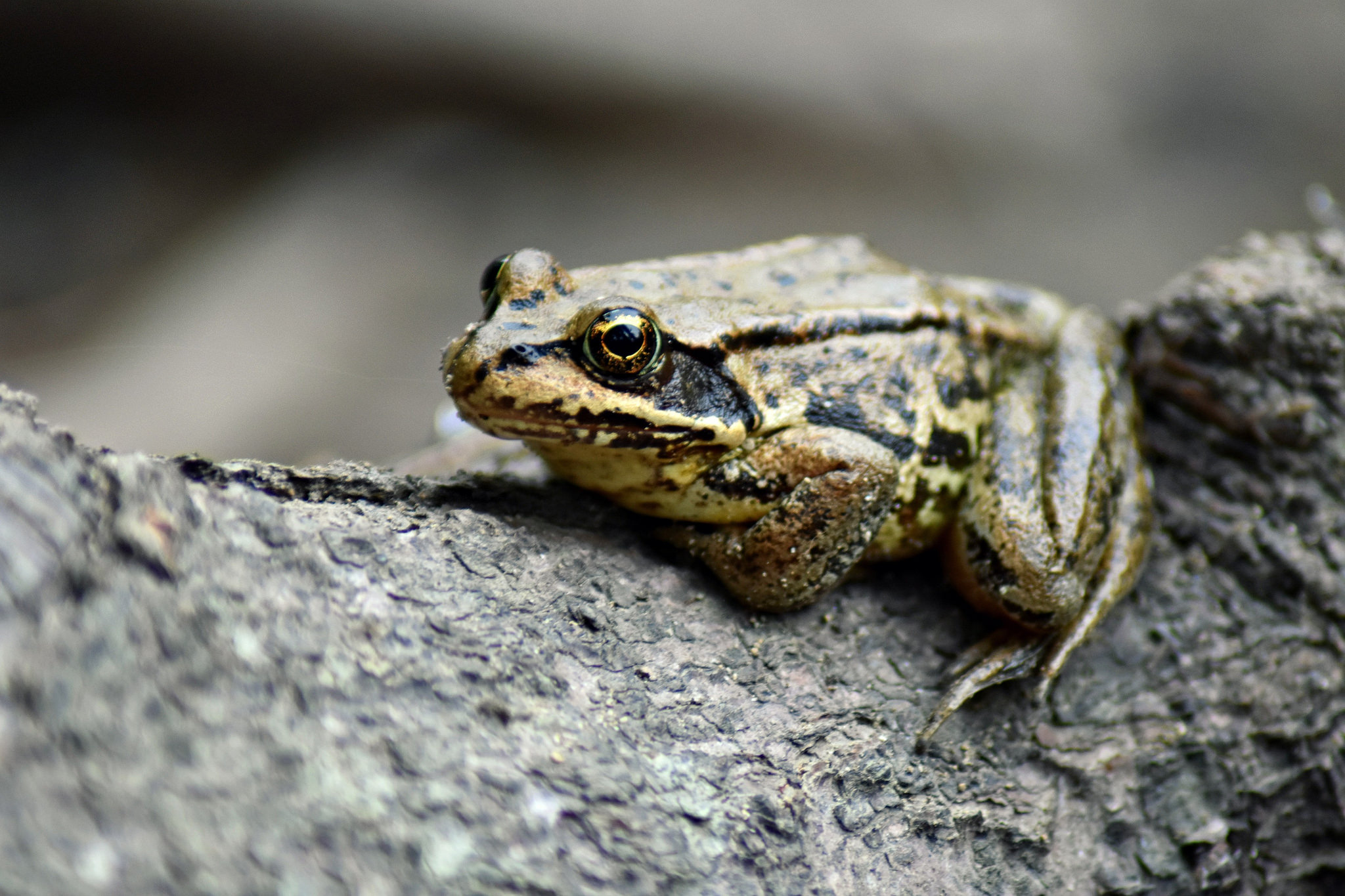 Nature on Trail Frogs — Washington Trails Association